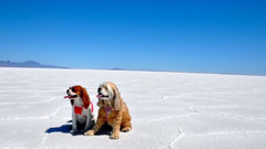 Goodbye My Bye Sweet Girl!