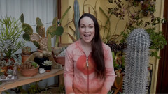 我过冬的仙人掌和肉质植物