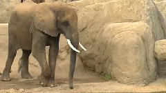 Would You Pick That Nose?