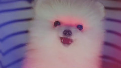 AKB48 - SB CM 白戸家