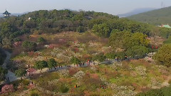 Bandari,音乐短片,轻音乐,风景 - 缘来梅园