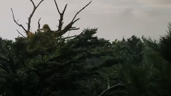 <彼得的龙 Pete's Dragon>最新迪士尼电影预告