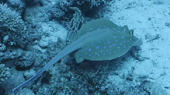 Giovanni Fraeyman UnderwaterCameraWorks