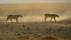 Bandari - 非洲日落 班得瑞新世纪音乐