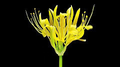 Whispers in the Dark