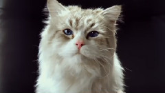 <九条命>预告片