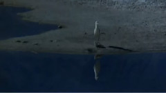 Libertatea - Esenta Sufletului