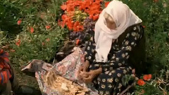 Culoarea Paradisului