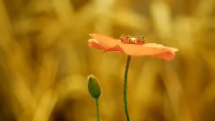 Omar Akram - Secret Journey