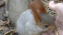 Омск Белки в городе фильм Михаила Киселёва