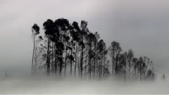 Enigma - The Child In Us