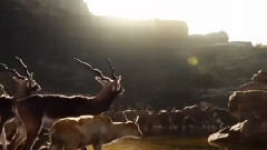 电影<奇幻森林>中国版预告片