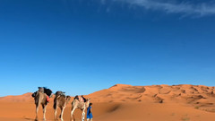 撒哈拉之驼