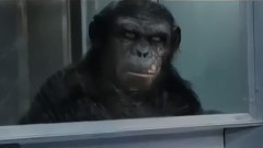 电影<猩球崛起>国际版预告片2