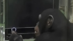 电影<猩球崛起>电视宣传片7