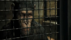 电影<猩球崛起>精彩片段2