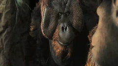 电影<猩球崛起>精彩片段3