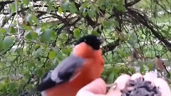 Ручной, летний снегирь