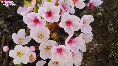 富士山 Mt. Fuji in UNESCO World Heritage