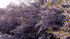 Cherry blossoms blizzard