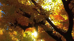 OKYO JAPAN 東京•明治神宮外苑