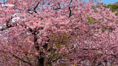 伊豆の河津桜まつり CHERRY BLOSSOM