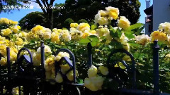 Rose garden 横浜のバラの名所