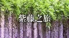 千羽千尋 紫藤之旅