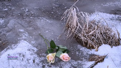 Leonard Cohen - In My Secret Life