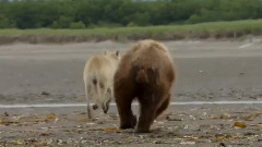 一周精彩视频串烧 迪士尼纪录片呼吁关爱自然