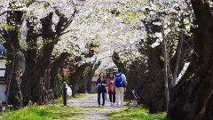 Cherry blossom in Kakunodate
