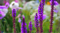 十勝千年の森 北海道ガーデン街道