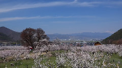 日本一の杏の里 千曲市
