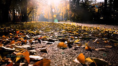 Ernesto Cortazar,音乐短片 - No Se Tu