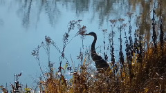 Autumn 秋水共长天一色