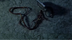 电影<猫脸老太太>预告片