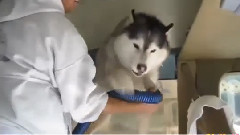 五个哈士奇拒绝洗澡的短片