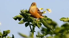 Звуци от природата