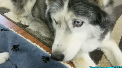 当主人给二哈定制了和它一模一样的公仔,汪一脸拒绝