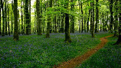 Mozart in a peaceful bluebell wood