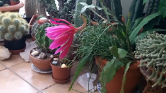 我的粉红色的昙花在开花的不同阶段