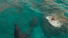 <The Shallows>预告