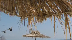 Морски звуци край брега!