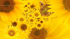 Stamatis Spanoudakis music