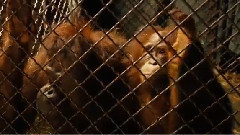 电影<少年派的奇幻漂流>预告片2