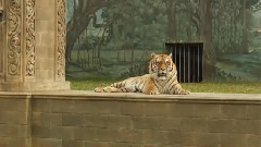 电影<少年派的奇幻漂流>制作特辑之Richard Parker