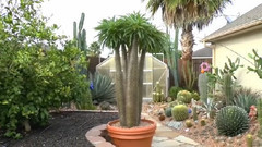 Cactus Collection 2012(仙人掌收藏2012)