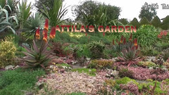 Attila's Garden阿提拉的花园