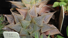 Aleck Selzer's Succulent Collection