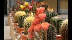 Mostra Di Succulente A Cesena